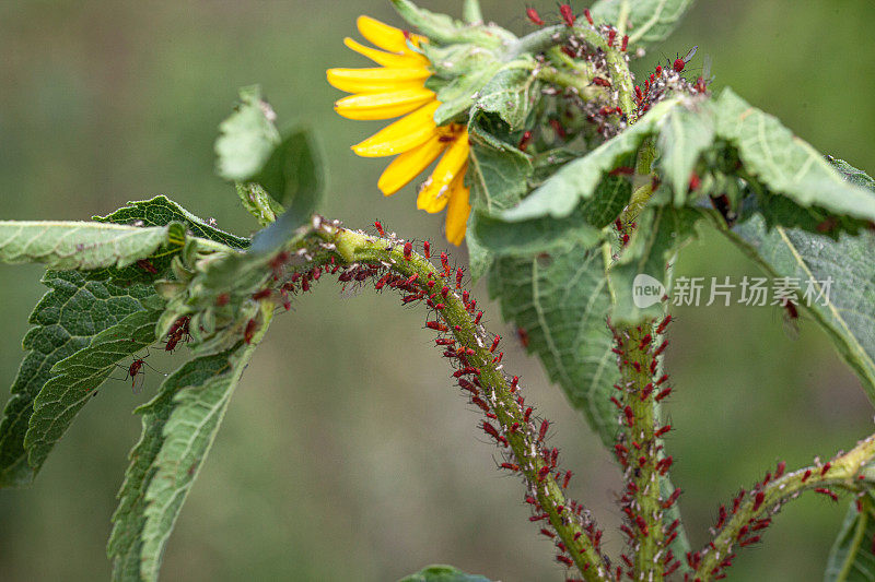 Pucerons，蚜虫，(Uroleucon rudbeckia)，红色蚜虫